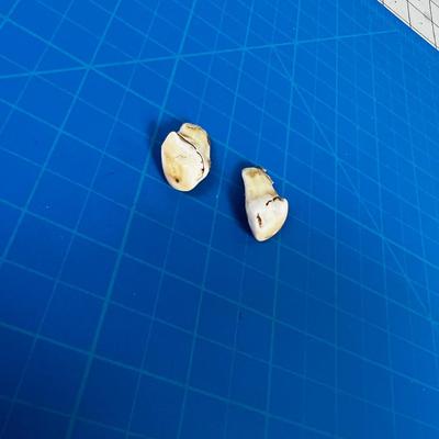 ELK Ivory Pair of Teeth