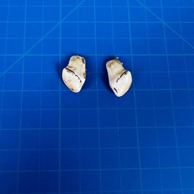 ELK Ivory Pair of Teeth