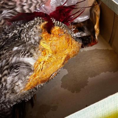 Box full of OLD FEATHERS 