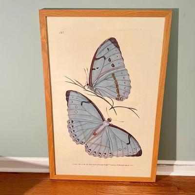 Edward Donovan Butterfly Print, Baskets & Pillow (PS-RG)