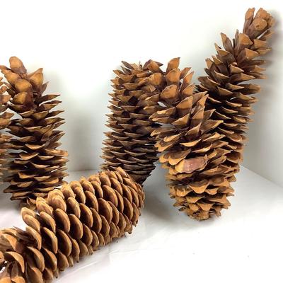 Lot  391. XL  Natural Western White Pinecones ( 7 total )