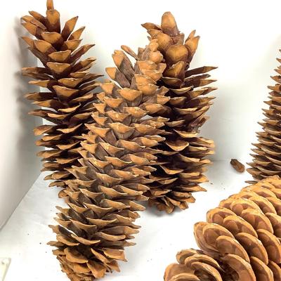 Lot  391. XL  Natural Western White Pinecones ( 7 total )