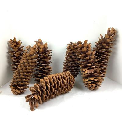 Lot  391. XL  Natural Western White Pinecones ( 7 total )