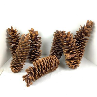 Lot  391. XL  Natural Western White Pinecones ( 7 total )