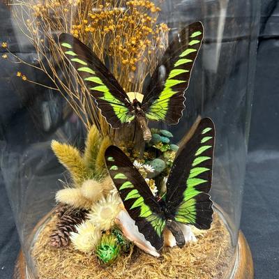 Real Pinned Green Birdwing Butterflies Display Nature Art Under Glass Dome