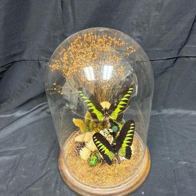 Real Pinned Green Birdwing Butterflies Display Nature Art Under Glass Dome