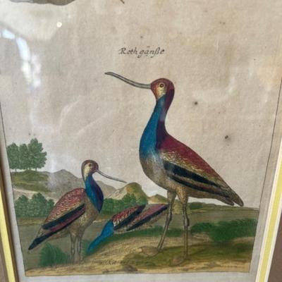 Antique Colored Bird Etching, Circa 1720