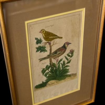 Antique Colored Bird Etching, Circa 1720