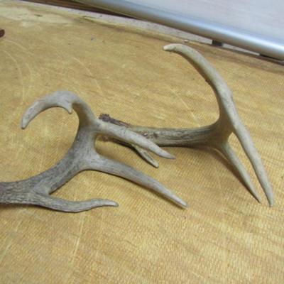 Pair of Deer Antlers