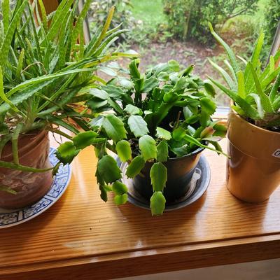 3 Live Plants with Planters