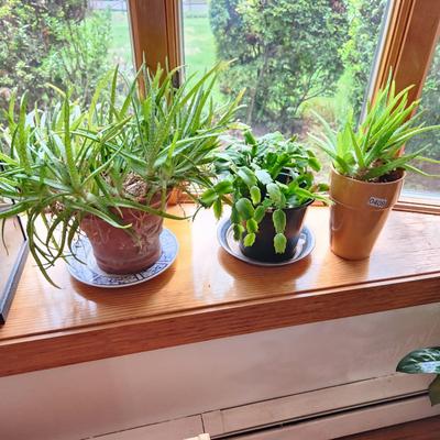 3 Live Plants with Planters
