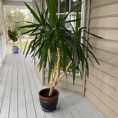 O1234 Live Spineless Yucca 5' Tree in Blue Brown Glazed Pot