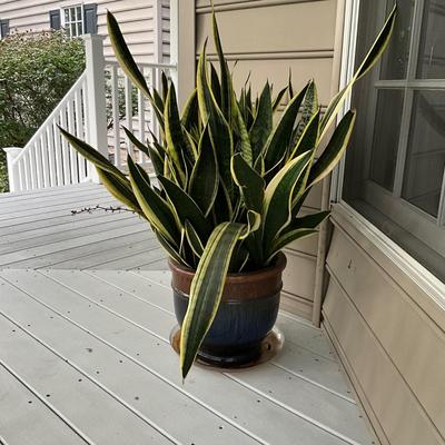 P-1235 Live Snake Plant in Brown Blue Glazed Pot