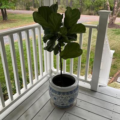 O1236 Chinese Blue and White Pot with Live Fiddle Leaf Fig Plant