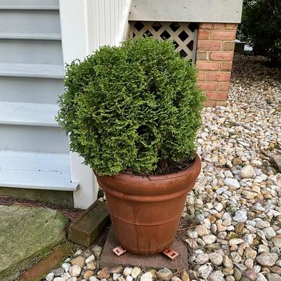 O1252 Terra Cotta Flower Pot with Shrub