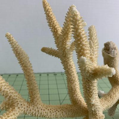 Beige Branch Coral - 1