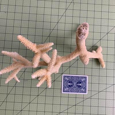 Beige Branch Coral - 1