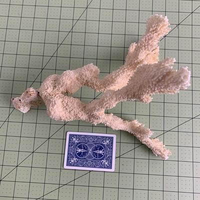 Beige Branch Coral - 2