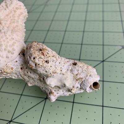 Beige Branch Coral - 2