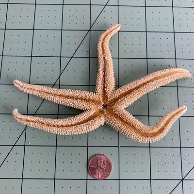 Starfish - 1