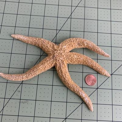 Starfish - 1