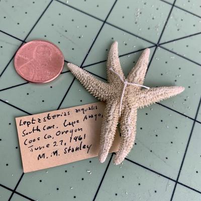 Starfish - 1