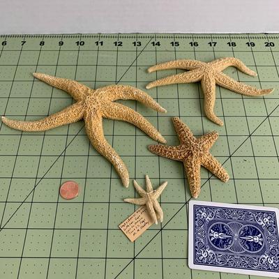 Starfish - 1