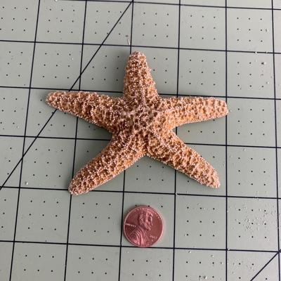 Starfish - 1