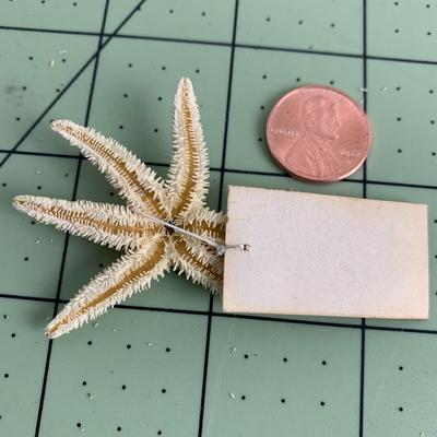 Starfish - 1