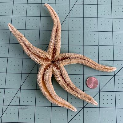 Starfish - 1