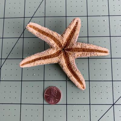 Starfish - 1