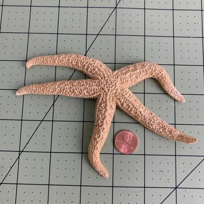 Starfish - 1