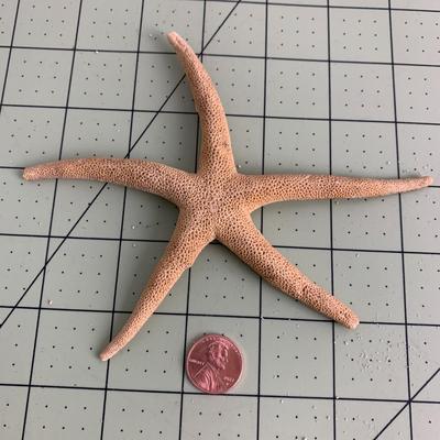 Starfish - 2