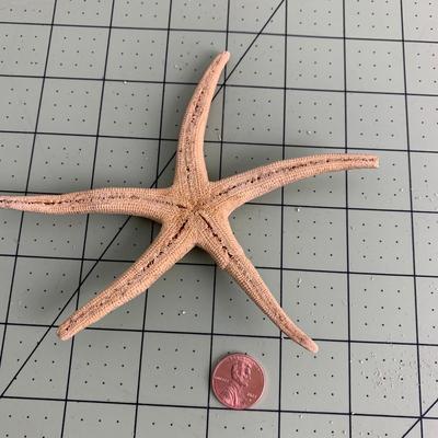 Starfish - 2