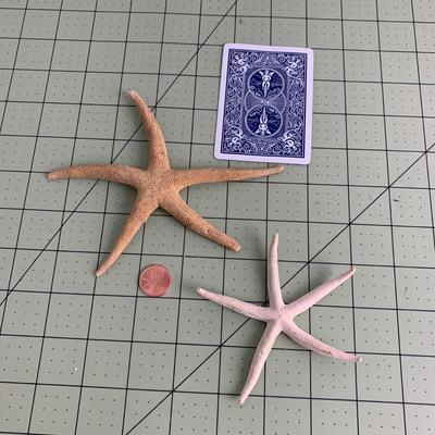 Starfish - 2