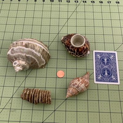 Seashells - 1
