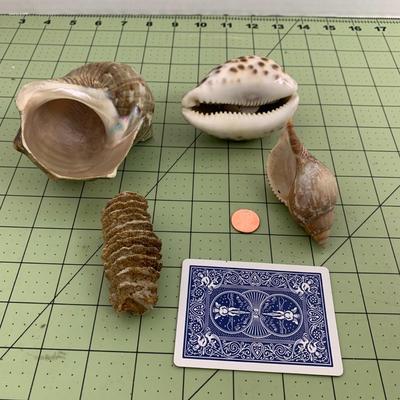 Seashells - 1