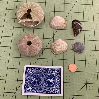 Seashells - 2