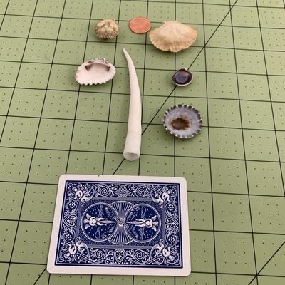 Seashells - 3 