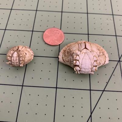 Seashells - 3 