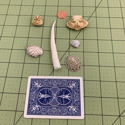 Seashells - 3 