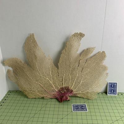 Fan Seashell Reef