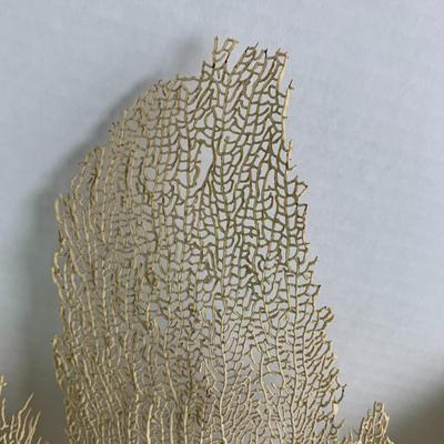 Fan Seashell Reef