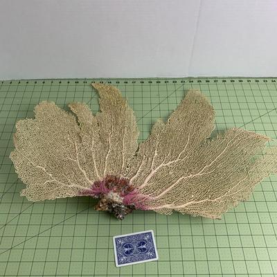 Fan Seashell Reef