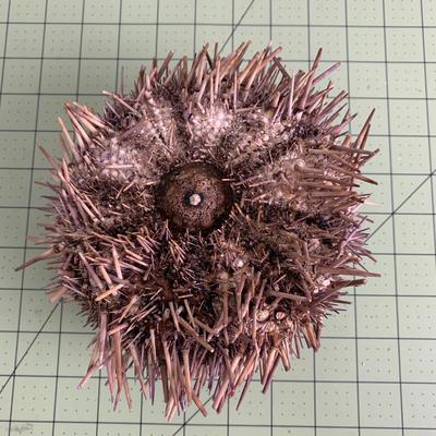 Sea Urchin 