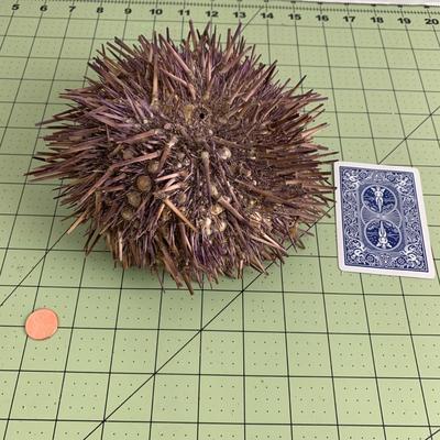 Sea Urchin 