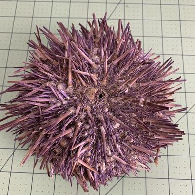 Sea Urchin 