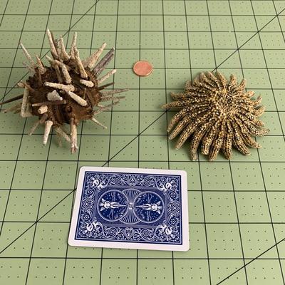 Sea Urchin and Sunflower Starfish Fossil