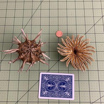 Sea Urchin and Sunflower Starfish Fossil