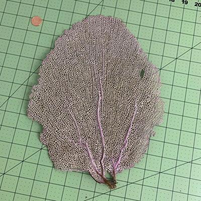 Purple Fan Seashell Reef